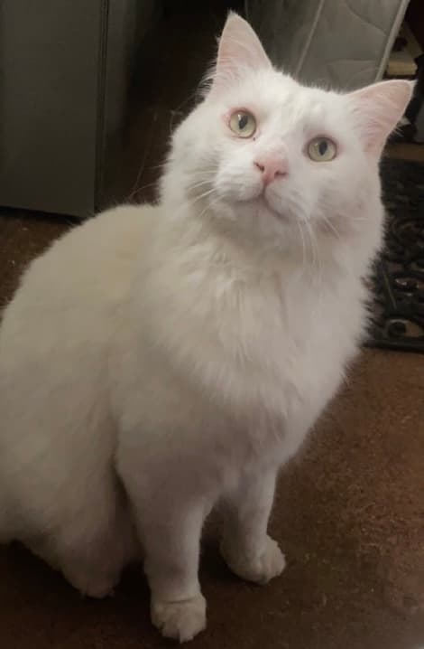 Burger, a beloved white long haired cat, sitting and looking up