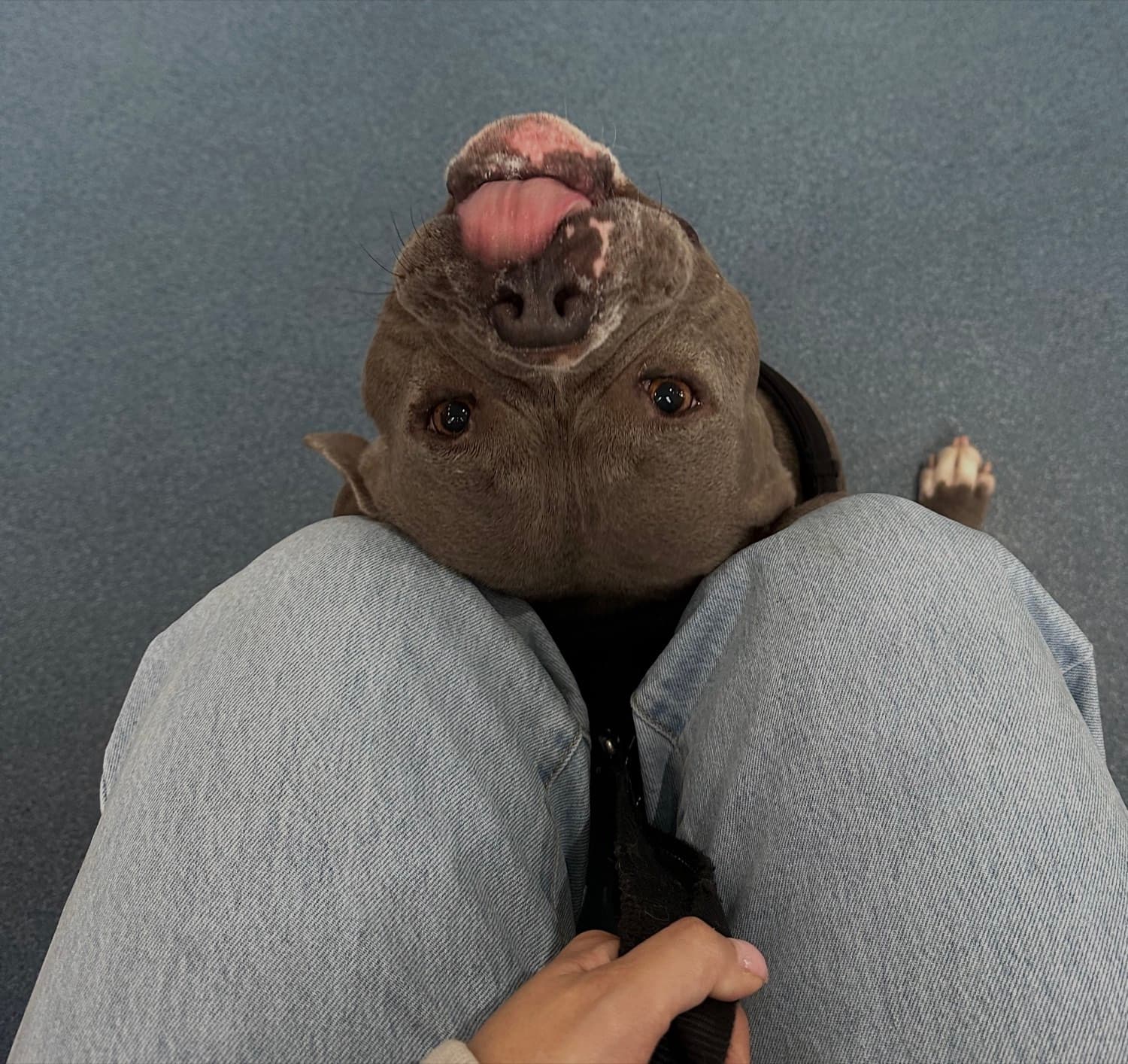 Luna, a beloved dog, resting her head upside down on her owner's lap