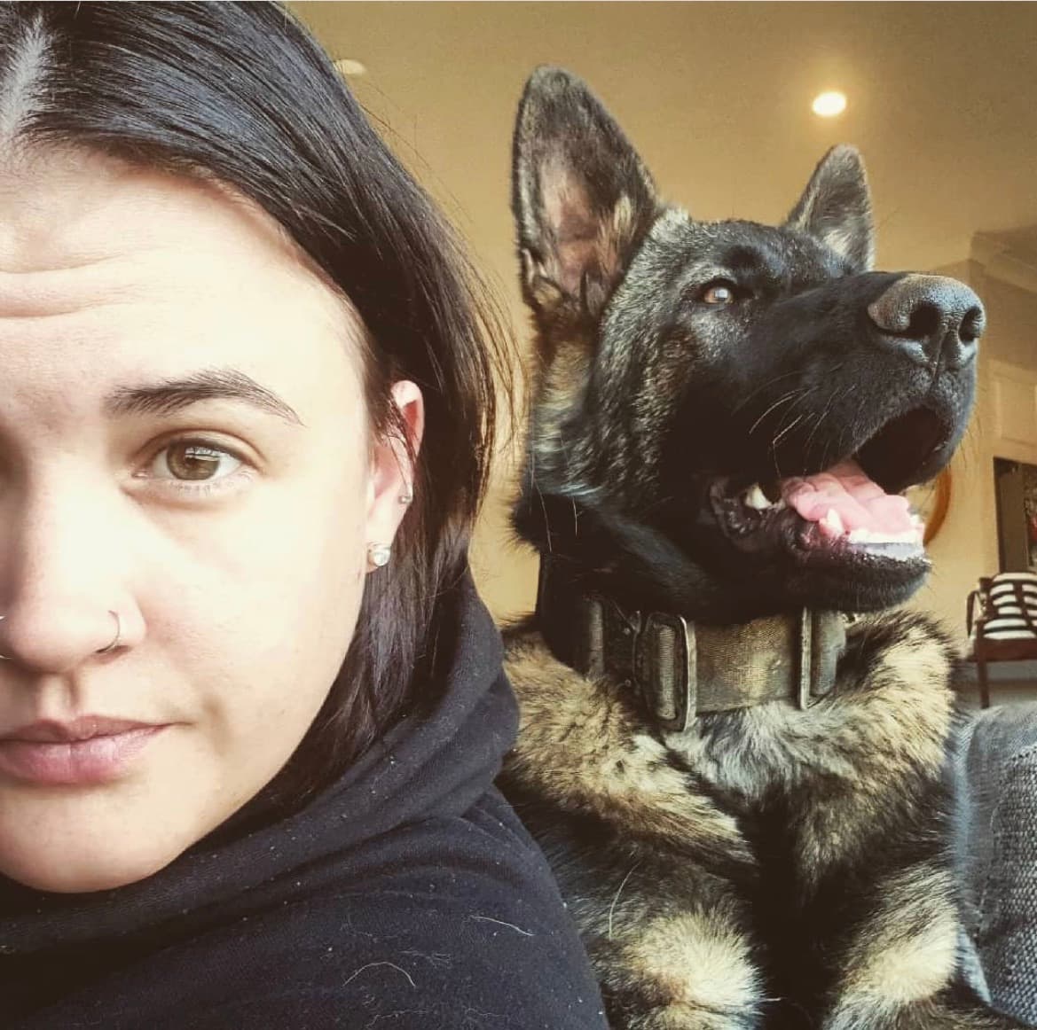 Sheplan, a beloved German Shepherd, sitting close beside his mum Cassy