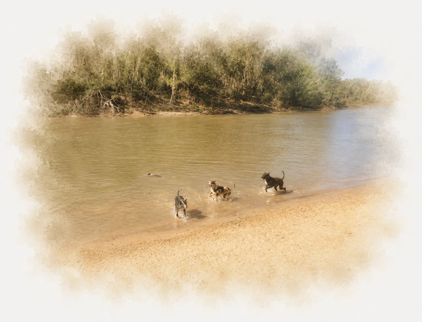 Three of Sophie's dogs running along the sand at the river's edge near Echuca