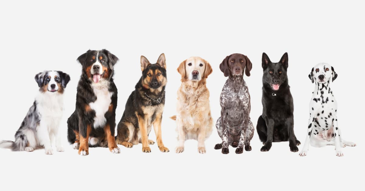A line-up of dogs of all breeds and sizes sitting side by side