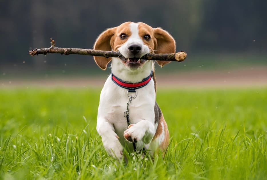 A beagle bounding through the grass with a stick in its mouth