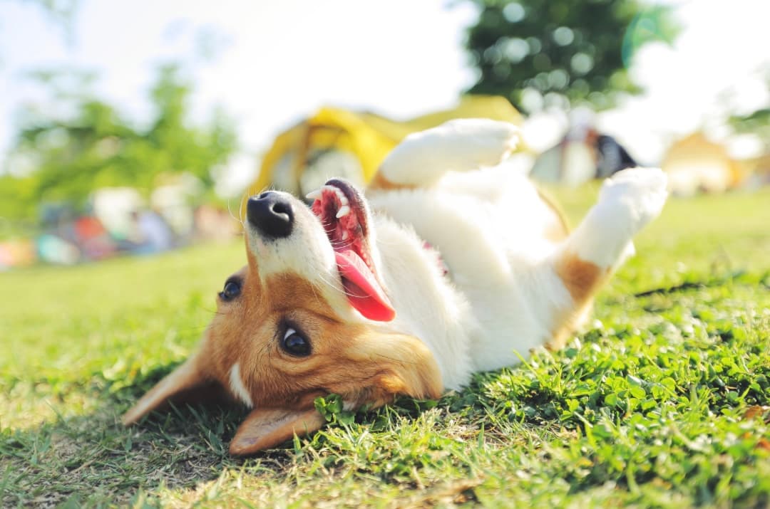 Doggy Day Out 2026, a community day celebrating dogs and the people who love them