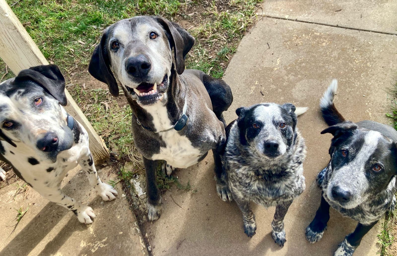 Sahara, Sargent, Slick and Solē, the four dogs who inspired The 4S Legacy