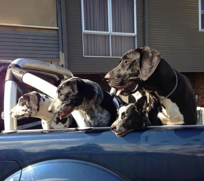 Sahara, Sargent, Slick and Solē, the four dogs who inspired The 4S Legacy