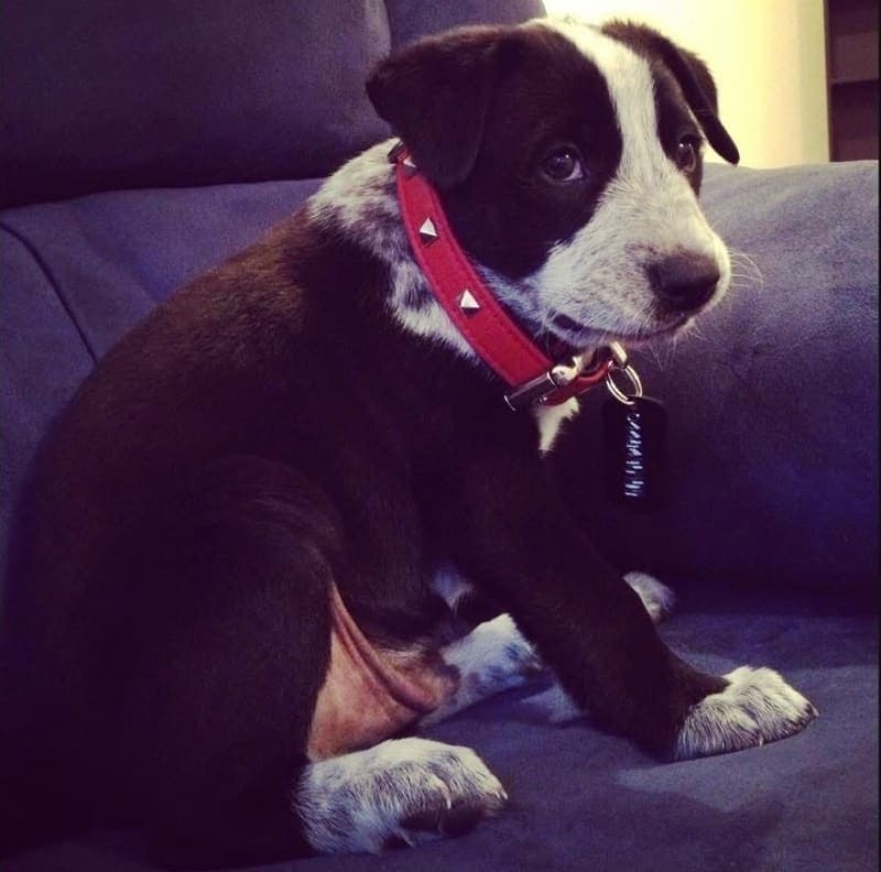Solē as a puppy curled up on the couch in a red collar