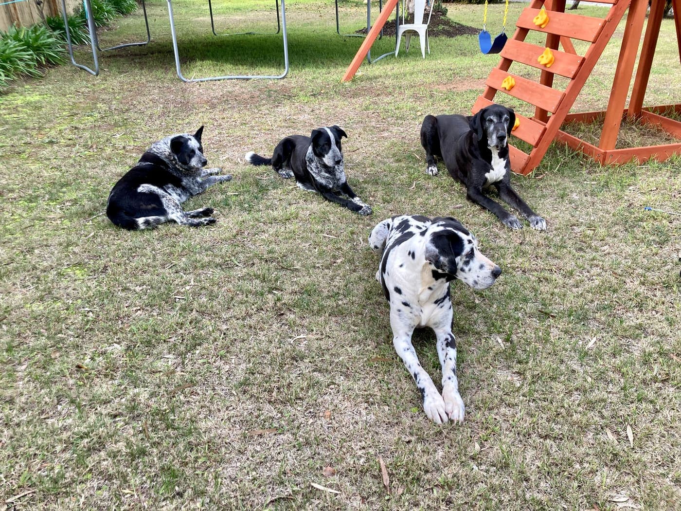 Slick, Solē, Sargent and Sahara stretched out on the grass in the backyard