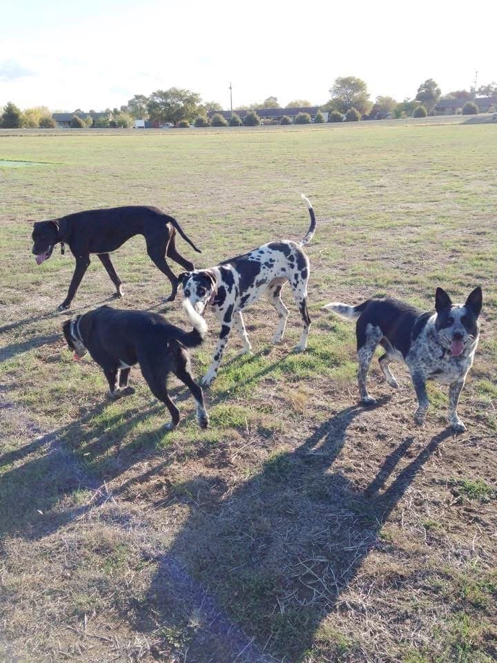 Slick, Solē, Sargent and Sahara out walking together in an open paddock