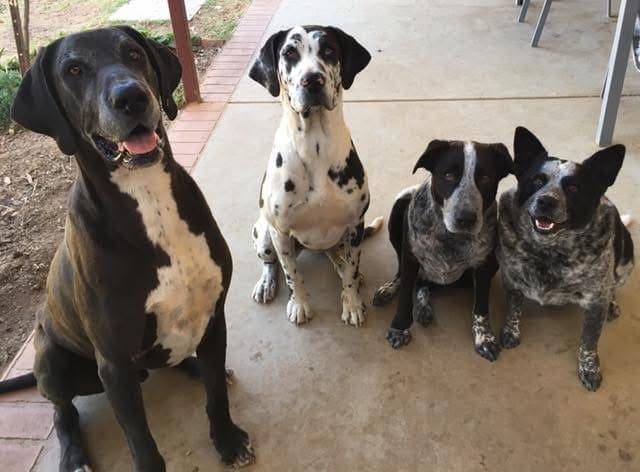 Slick, Solē, Sargent and Sahara sitting together as adults under the carport