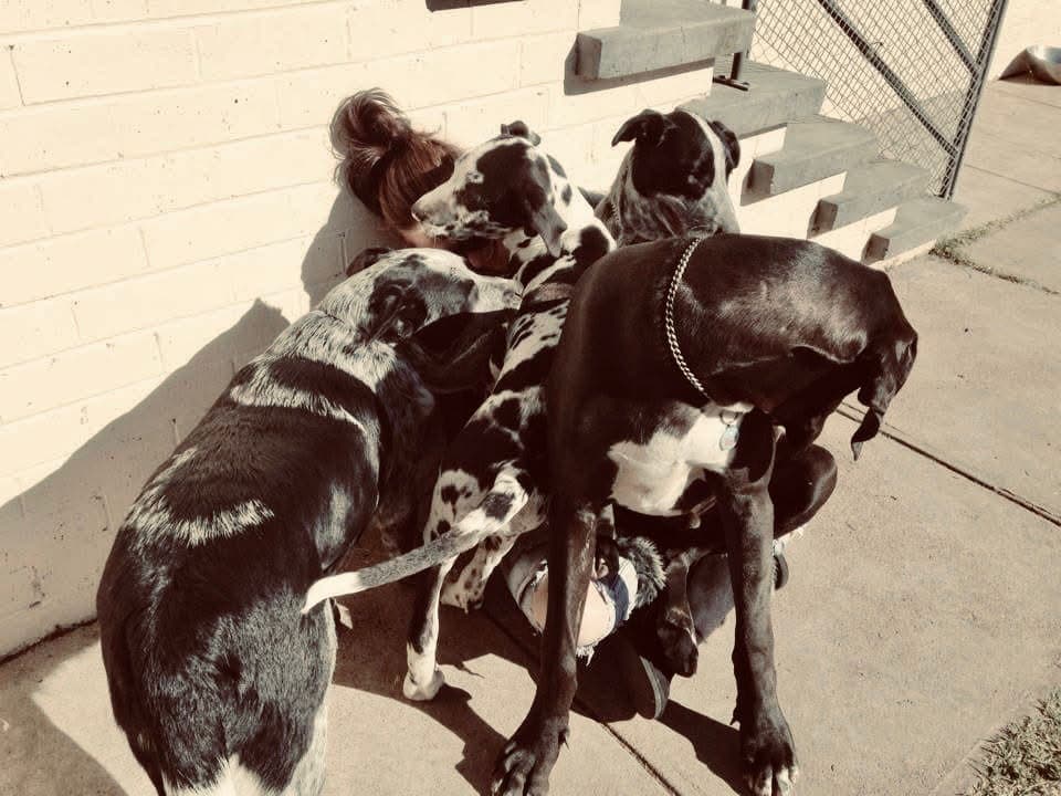 Sophie crouched low, surrounded by all four of her dogs