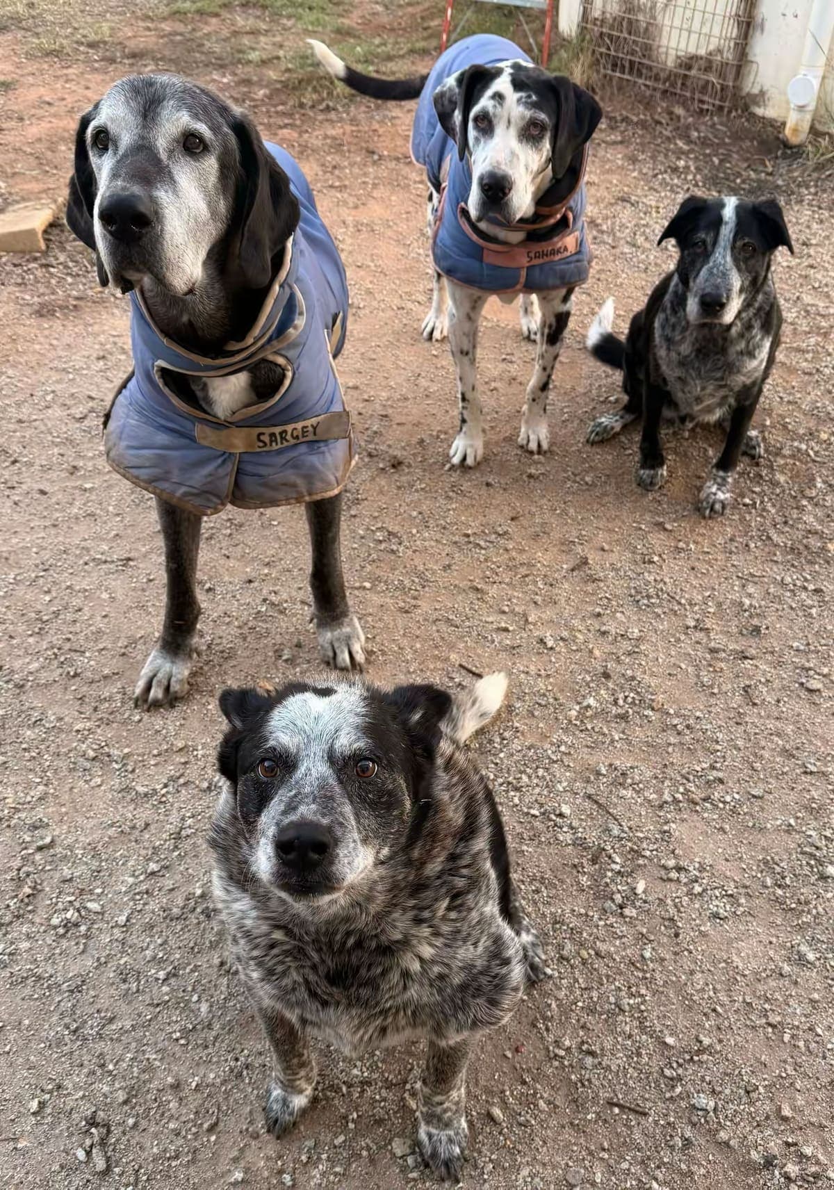 Sargey, Sahara, Slick and Solē together in their later years, two wearing name coats