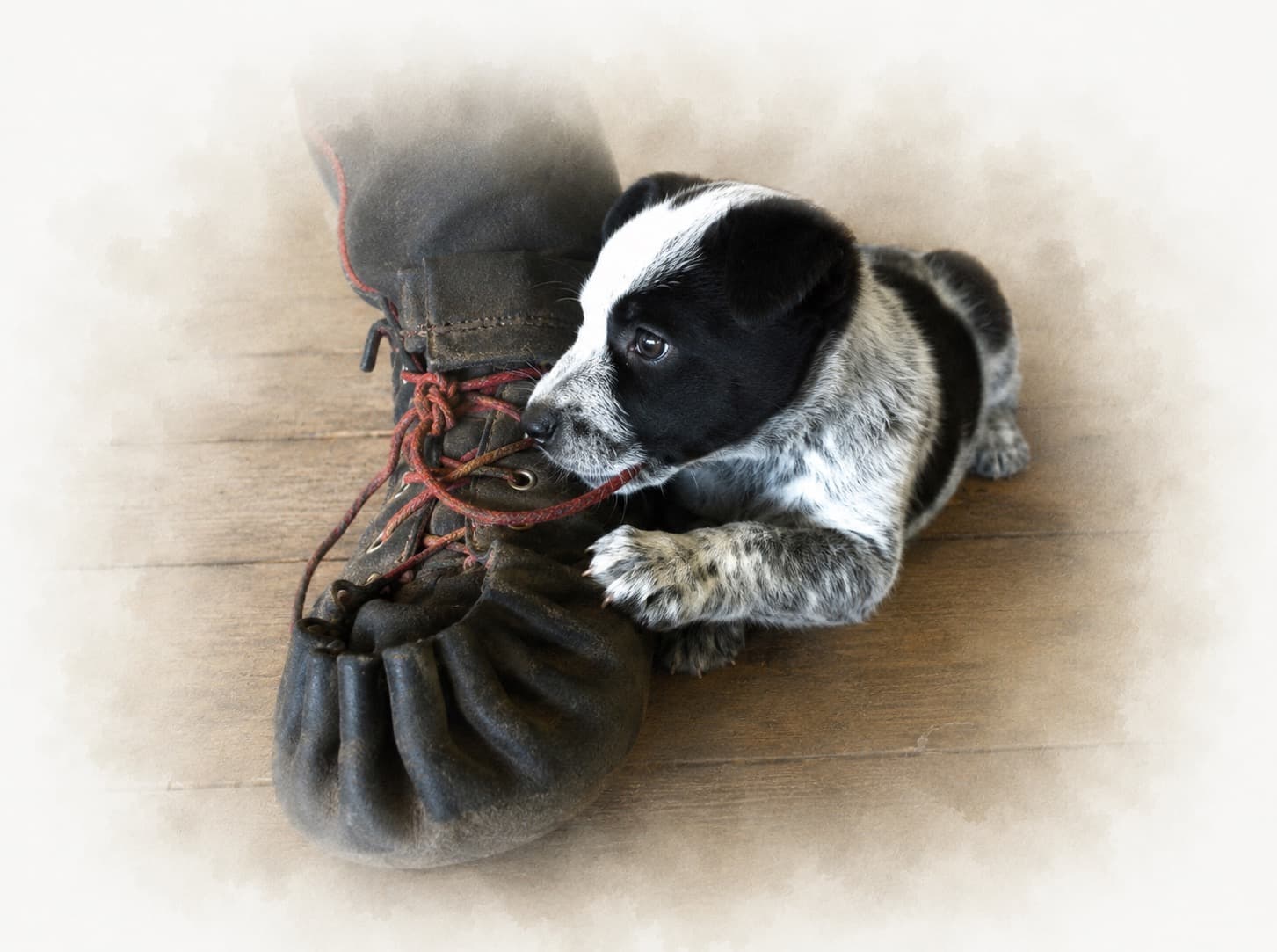 A puppy from Sophie's family of four resting against an old work boot