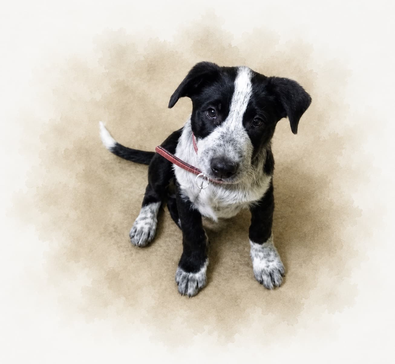 Slick as a tiny blue heeler puppy